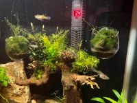 Endler Guppy Nachwuchs 0,50 Euro Hessen - Eichenzell Vorschau