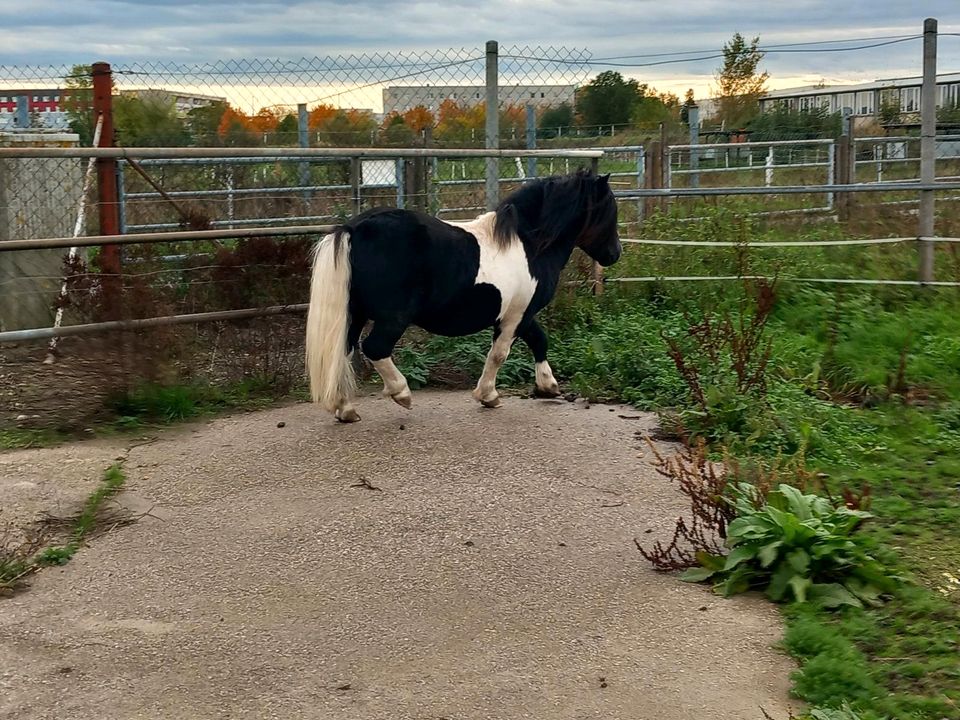 Shetlandpony Shetty in Delitzsch