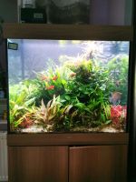 Aquarium Juwel Lido 200 Helialux Co2 Bad Doberan - Landkreis - Tessin Vorschau