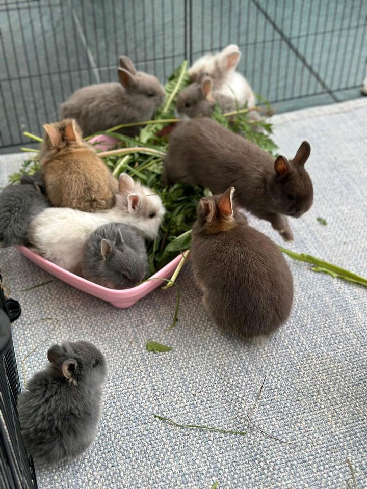 Zwergkaninchen ♡ Farbenzwerg ♡ Löwenköpfchen ♡ handzahme Babys in Hannover