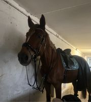 Reitbeteiligung für Dressurpferd gesucht (Pferd sucht) Brandenburg - Potsdam Vorschau