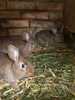 Kaninchen zur Zucht oder zur Mast Sachsen-Anhalt - Schauen Vorschau