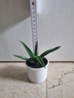 Aloe Vera Ableger Sätzling Kindel Baden-Württemberg - Pforzheim Vorschau