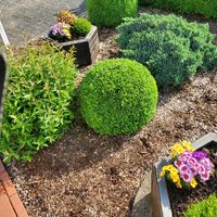 Gartenarbeit, Rasen mähen, Hecke schneiden Rheinland-Pfalz - Staudt Vorschau