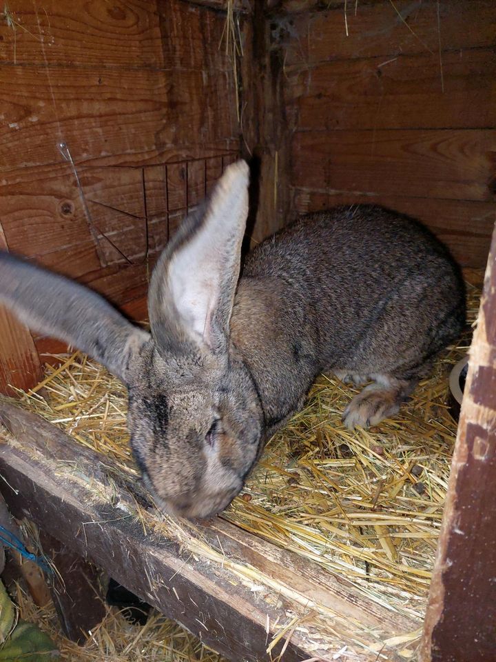 Deutsche Riesen Bock in Dommitzsch