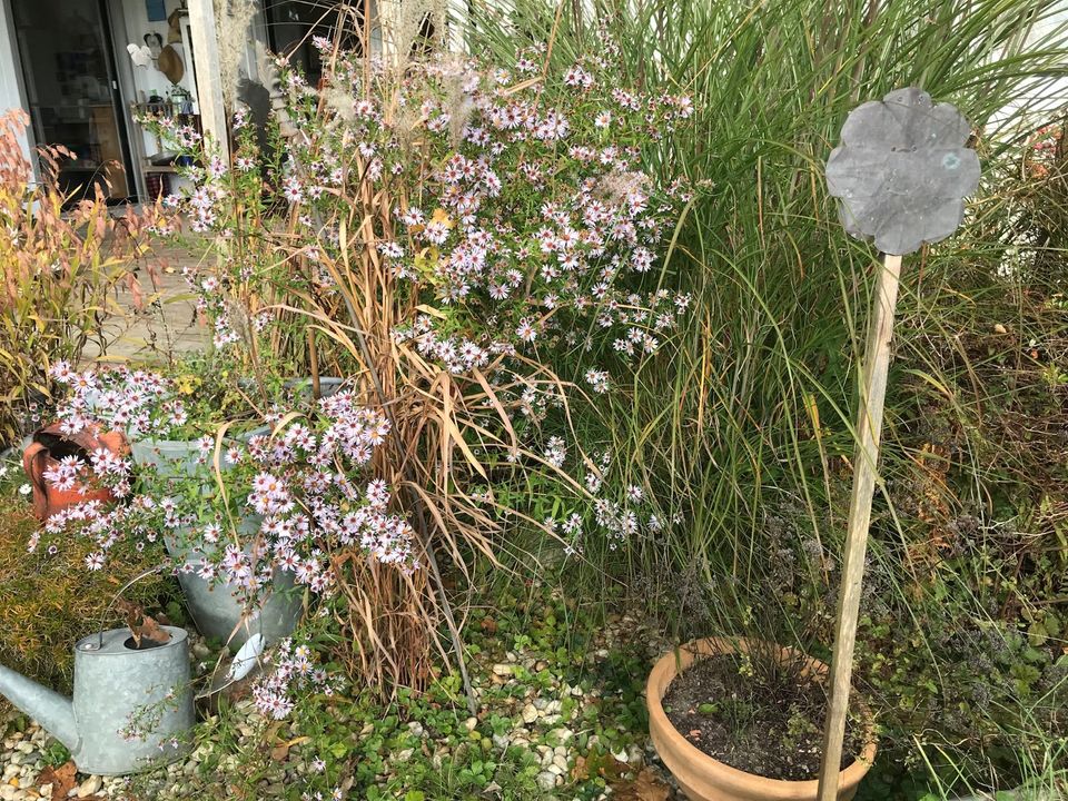 10 Neubelgische Herbstastern 150 CM hoch Aster Lila Insekten Port in Fürstenzell