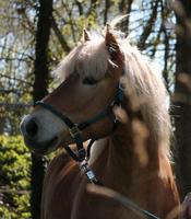Pflegebeteiligung - Pony sucht Schleswig-Holstein - Nahe Vorschau
