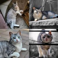 Katze vermisst seit Oktober Nordrhein-Westfalen - Heiden Vorschau
