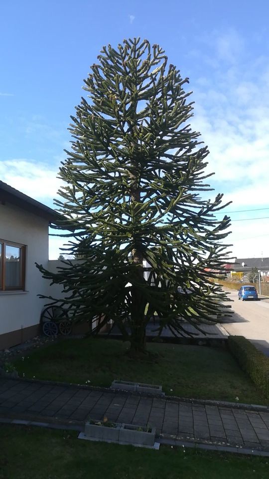 Chilenische Andentanne (Affenbaum) zu Verschenken in Weggen-Ziegelhütte