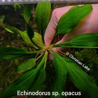 ⭐☘️❗Rarität❗Echinodorus sp. opacus Selten Rare Niedersachsen - Meppen Vorschau