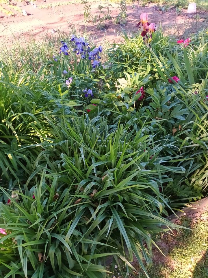 Winterharte Pflanzen und Sträucher für den Garten in Bad Dueben