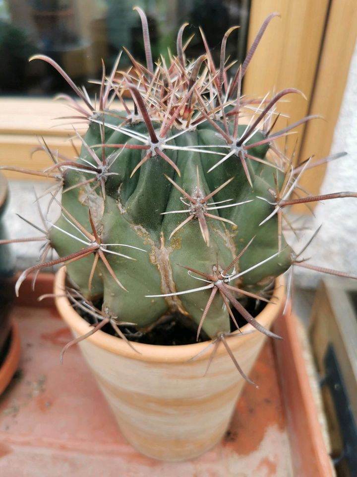 Kaktus Ferokaktus 13 cm hoch in Eppstein