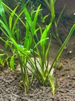 Aquarienpflanze Aquarium Cryptocoryne lucens Baden-Württemberg - Pliezhausen Vorschau