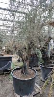 Alter Olivenbaum Olea europaea knorriger Stamm 2-3m Olive Nordrhein-Westfalen - Nordkirchen Vorschau