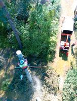 Baum fällen , Schreddern , Wurzelfräsen , Sturmschäden Niedersachsen - Wunstorf Vorschau