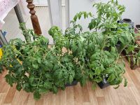 Tomatenpflanzen verschiedene Sorten Nordrhein-Westfalen - Altenbeken Vorschau