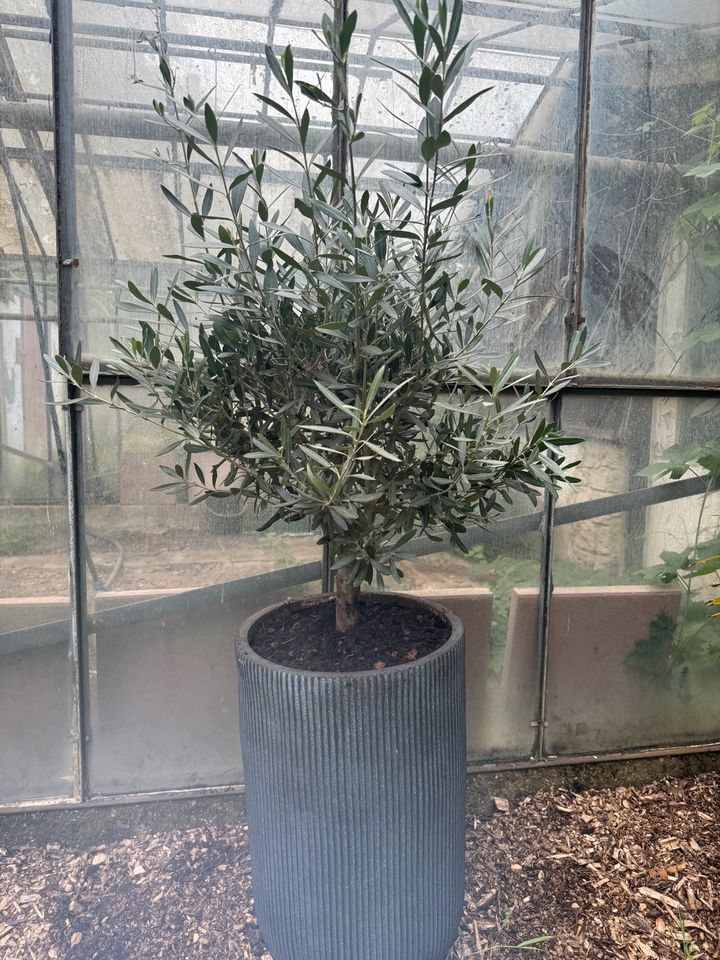 Schöner Olivenbaum in Krefeld