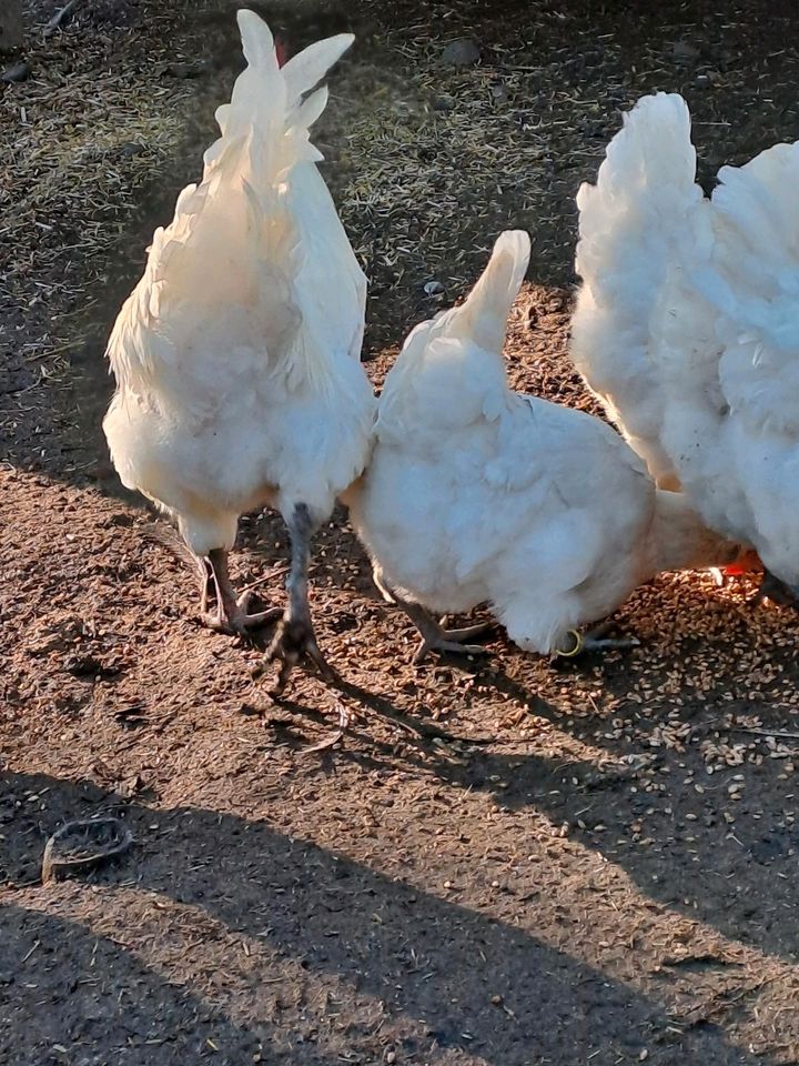 Bruteier französisches Bressehuhn in Warnow