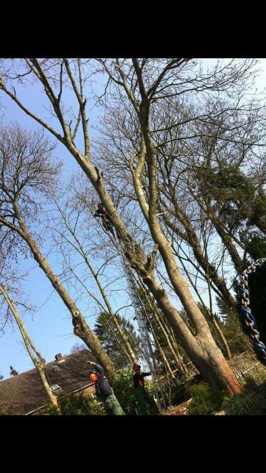 Bäume Fällungen, Baumfällung,  Wurzel fräsen, Hecke schneiden. in Essen