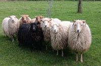 Weide Weidefläche für Schafe im Großraum C.-R./Waltrop gesucht Nordrhein-Westfalen - Waltrop Vorschau