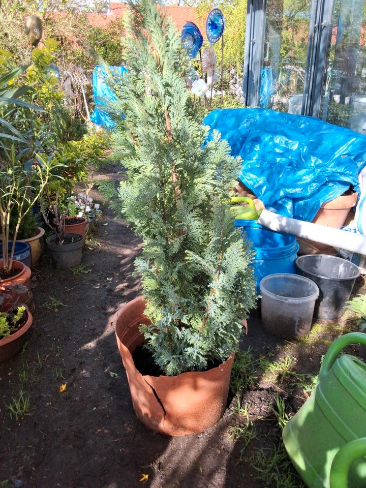 Thuja blau in Fürth