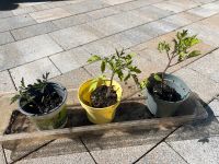 4 Tomaten Pflanzen Setzlinge Bayern - Burgwindheim Vorschau