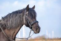 Pferd sucht neues Zuhause Schleswig-Holstein - Hohenaspe Vorschau