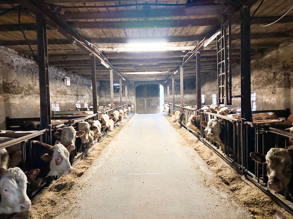 Landwirtschaftliches Anwesen mit großem Wohnhaus in Sendenhorst-Albersloh in Sendenhorst