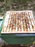 Bienenvölker auf zwei Zargen Schleswig-Holstein - Heilshoop Vorschau