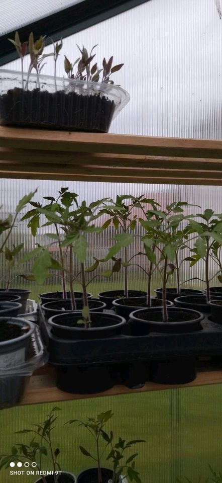 Tomaten Pflanzen in Niestetal