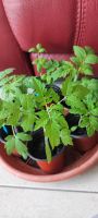 Tomatenpflanzen Gemüsepflanzen pflanzen Balkonstar Tomate Garten Bad Doberan - Landkreis - Mönchhagen Vorschau