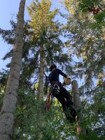 Baumpflege Baumfällung SKT Neupflanzungen Niedersachsen - Sittensen Vorschau