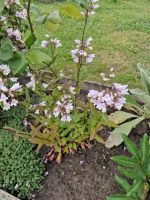 Penstemon digitalis, Fingerhutförmiger Bartfaden, Huskers Red Sachsen - Delitzsch Vorschau