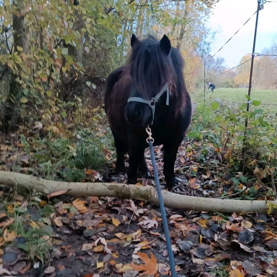 Horsemanship Kurs bei dir am Stall Bodenarbeit Unterricht in Würzburg