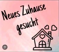 Haus oder Erdgeschosswohnung mit Garten gesucht Bayern - Triftern Vorschau