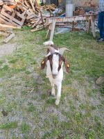 Ziegen Bock burenziege Sachsen - Markersdorf bei Görlitz Vorschau