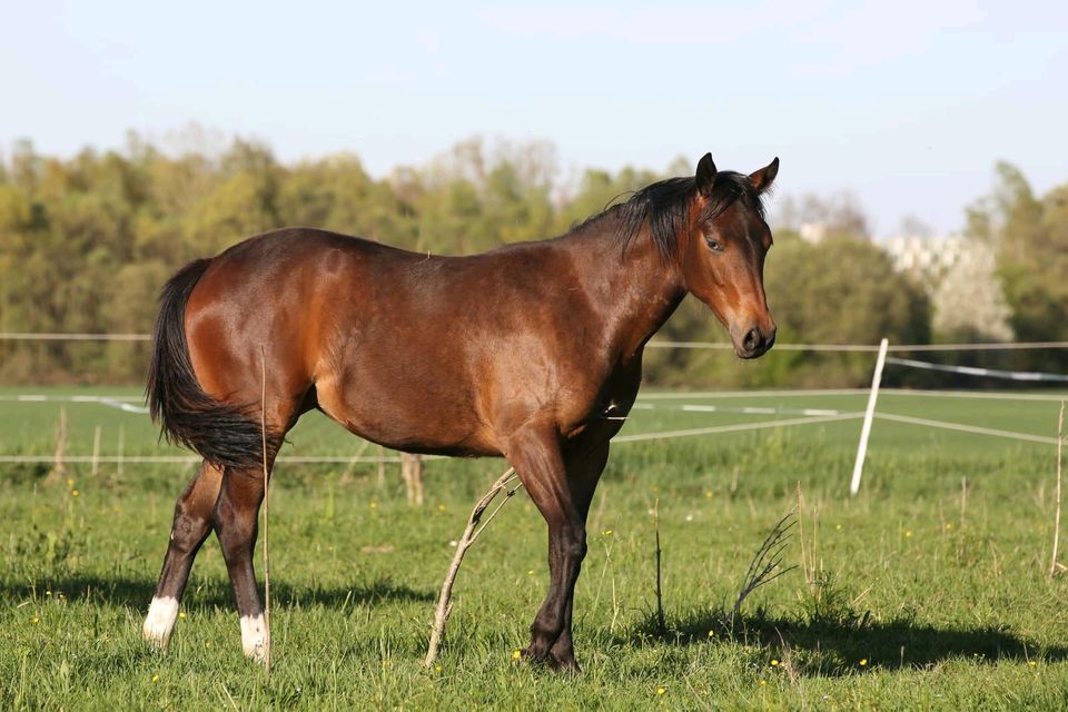 American Quarter Horse Stute 2023 in Moosinning