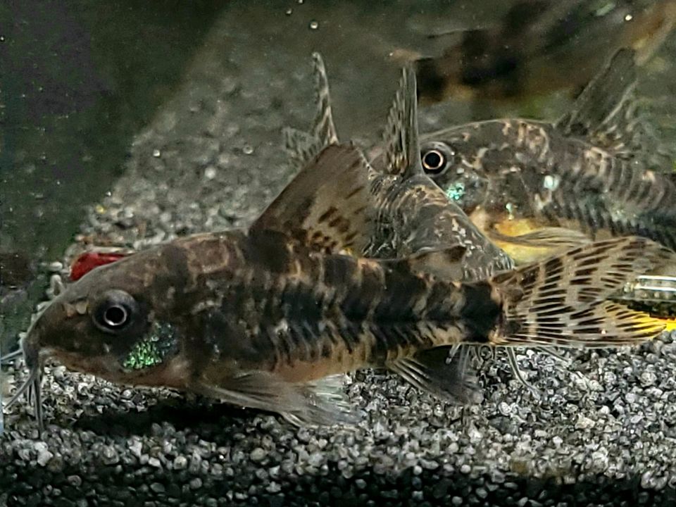 Corydoras Paleatus / Panzerwelse in Rödinghausen