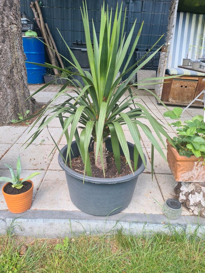 Palme Yucca winterhart in Duisburg