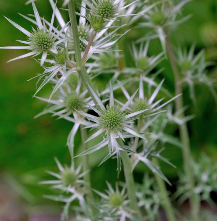 Buntlaubige Edeldistel - Eryngium variifolium in Bad Zwischenahn