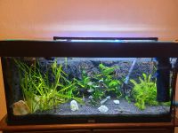 "ANGEBOT" Aquarium 200l  Juwel mit Fische und Pflanzen Nordrhein-Westfalen - Viersen Vorschau