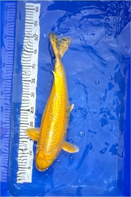 Japan Koi Jamabuki 46 cm Züchter Aoki Japan in Brühl