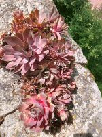 Hauswurz,  Sempervivum Bayern - Rothenburg o. d. Tauber Vorschau