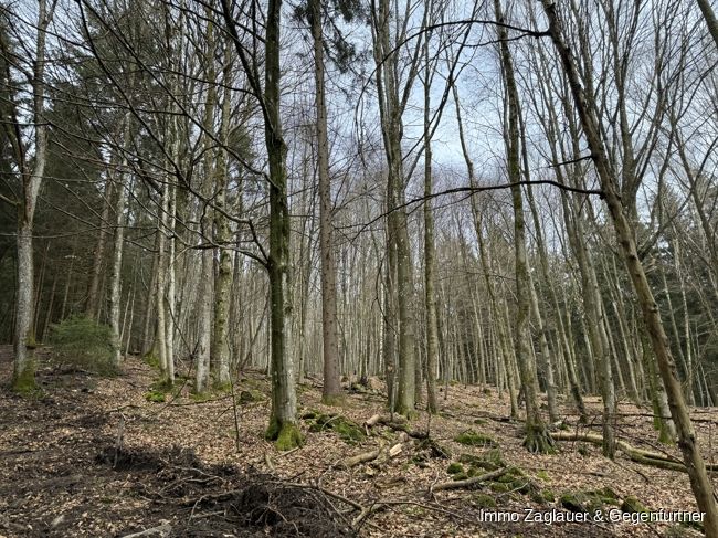 Naturnahe Investition: Waldgrundstück in Schaufling bietet langfristige Rendite und ökologische Wertsteigerung! in Schaufling