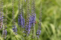 Ähriger Ehrenpreis, Blauweiderich,  blau Schleswig-Holstein - Bargteheide Vorschau