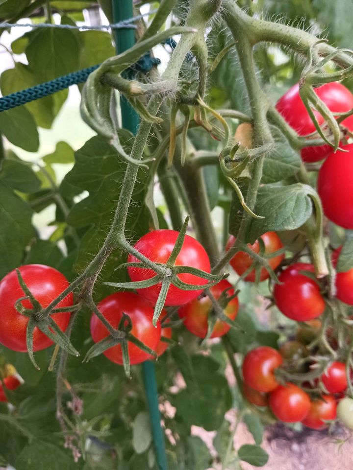 Tomatensamen⭐️tolle Sorten⭐️keine Hybriden⭐️ in Konradsreuth