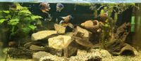 Aquarium mit Schrank 150cm Bayern - Sand a. Main Vorschau