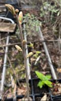 Esskastanien / Edelkastanien / Maronen (Castanea Sativa) Bäume Bayern - Fürth Vorschau