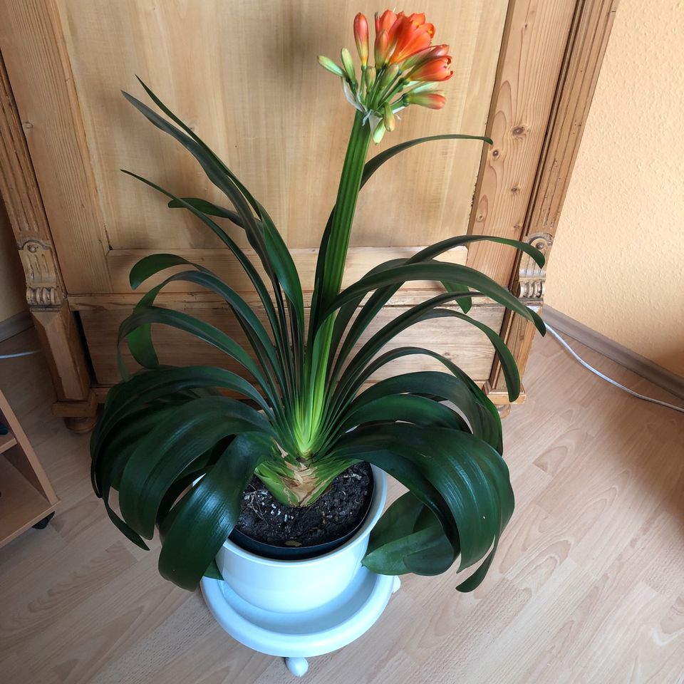 Biete wunderschön gewachsene Zimmerpflanze Clivia in Solms