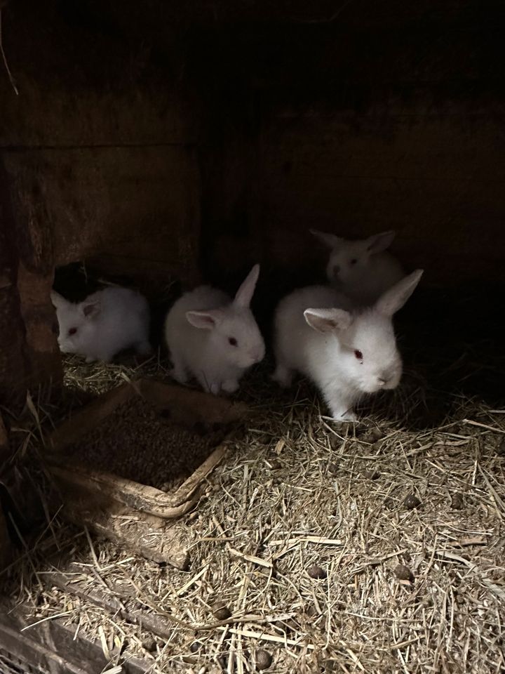 Süße weiße Hasenbabys in Bismark (Altmark)